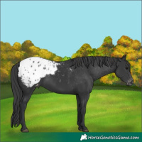 Horse Color:Black Appaloosa Rabicano