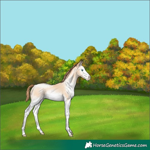 Horse Color:White Spotted Amber Champagne Pearl Sabino 