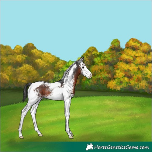 Horse Color:White Spotted Brown Tobiano Appaloosa Rabicano 