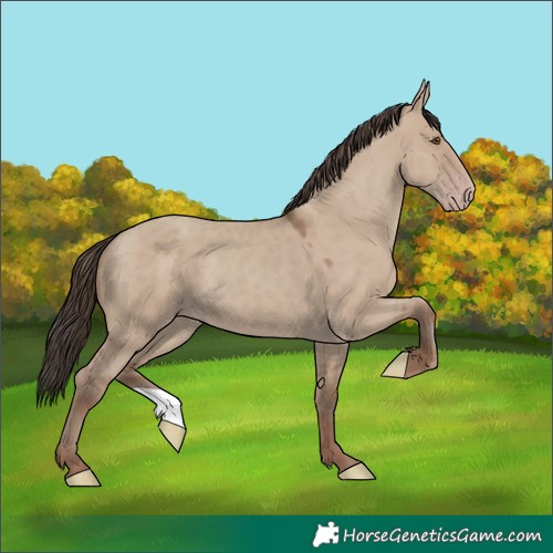 Horse Color:Classic Champagne Dun 