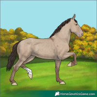 Horse Color:Classic Champagne Dun 