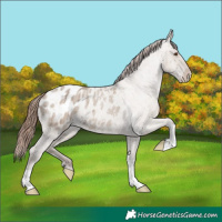 Horse Color:Classic Champagne Roan Dun Appaloosa Brindle 