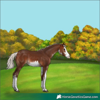 Horse Color:White Spotted Silver Brown Rabicano 