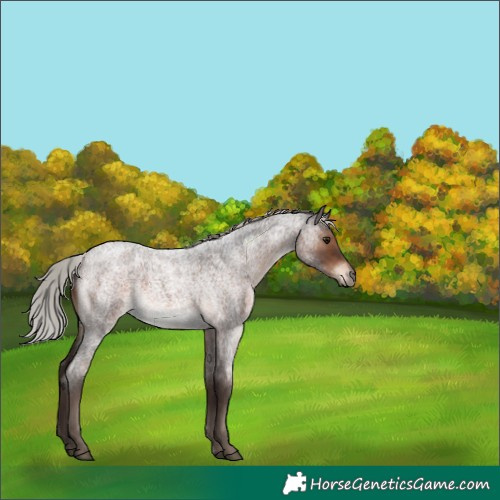 Horse Color:Silver Brown Roan Sabino 