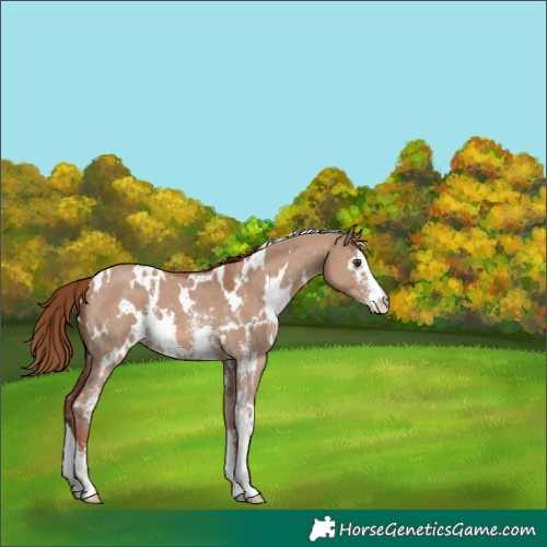 Horse Color:White Spotted Red Dun Sabino 