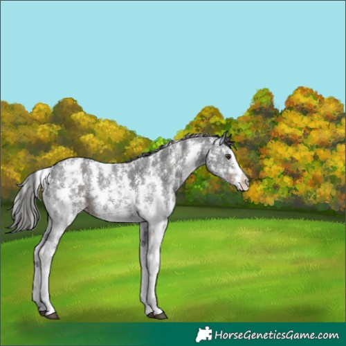 Horse Color:Liver Chestnut Sabino 
