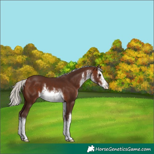Horse Color:White Spotted Silver Brown 