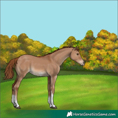 Horse Color:Red Dun Sabino Tobiano 