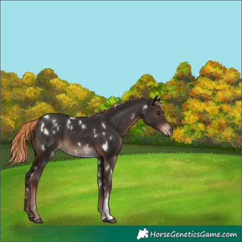 Horse Color:White Spotted Liver Chestnut Sabino Rabicano 