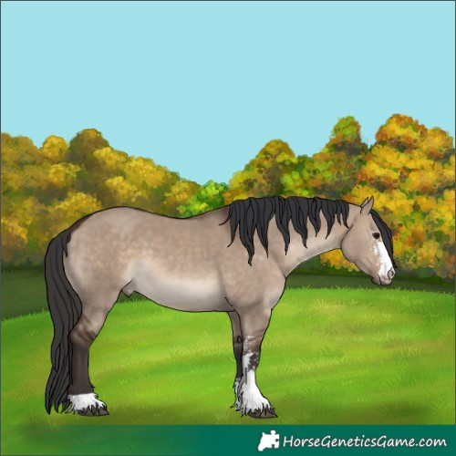 Horse Color:Brown Dun Sabino 