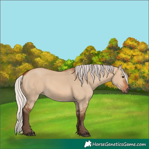 Horse Color:Silver Bay Dun 