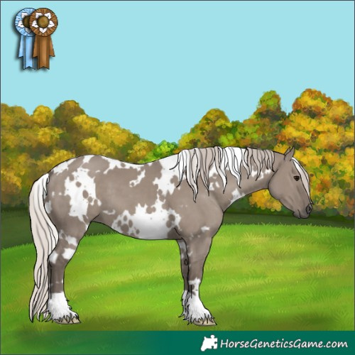 Horse Color:White Spotted Silver Grullo 