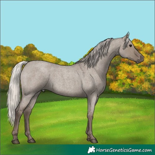 Horse Color:Silver Grullo Roan 