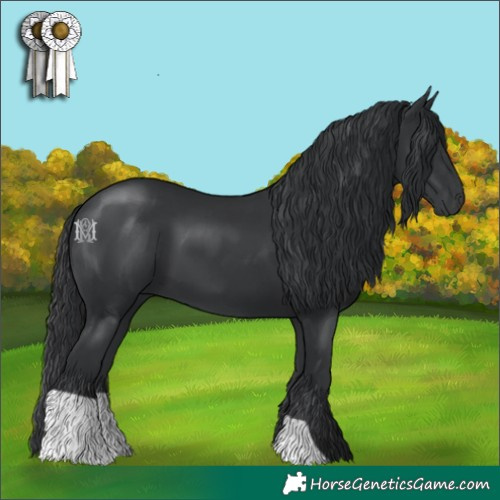 Horse Color:Black 