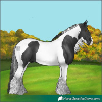 Horse Color:Black Tobiano 