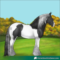Horse Color:Black Tobiano