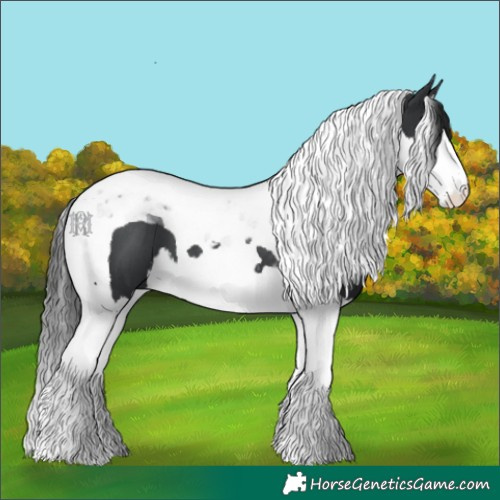 Horse Color:Black Splash Tobiano 