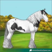 Horse Color:Black Splash Tobiano