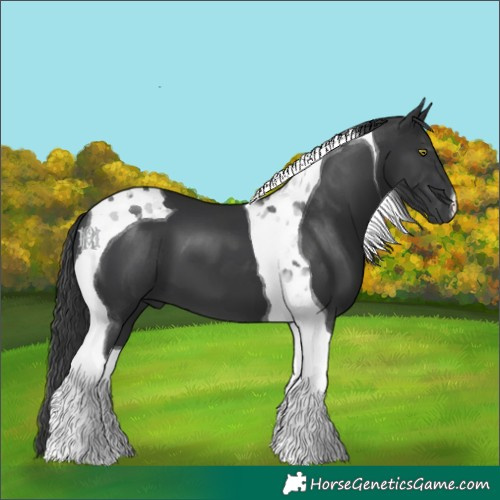 Horse Color:Black Tobiano 