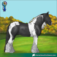 Horse Color:Black Tobiano