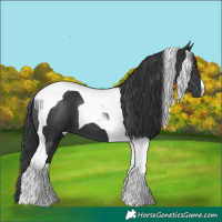 Horse Color:Black Tobiano 
