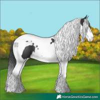 Horse Color:Black Splash Tobiano 
