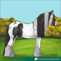 Horse Color:Black Tobiano