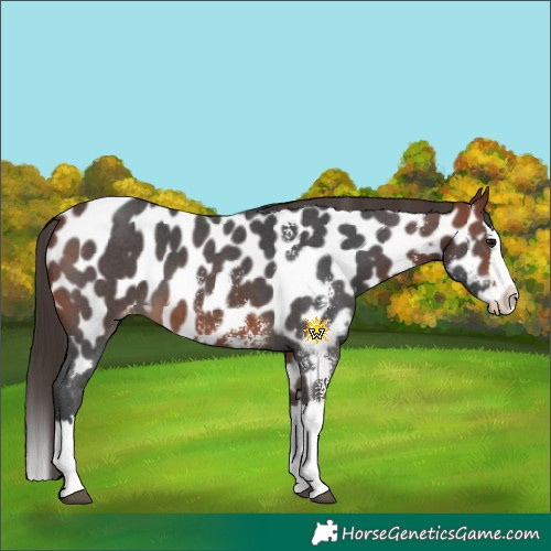 Horse Color:Bay Sabino Splash Near Leopard 