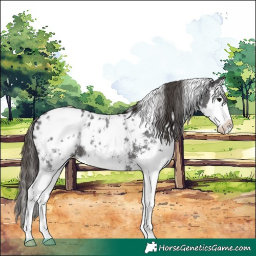Horse Color:White Spotted Smoky Black Sabino Splash Near Leopard 