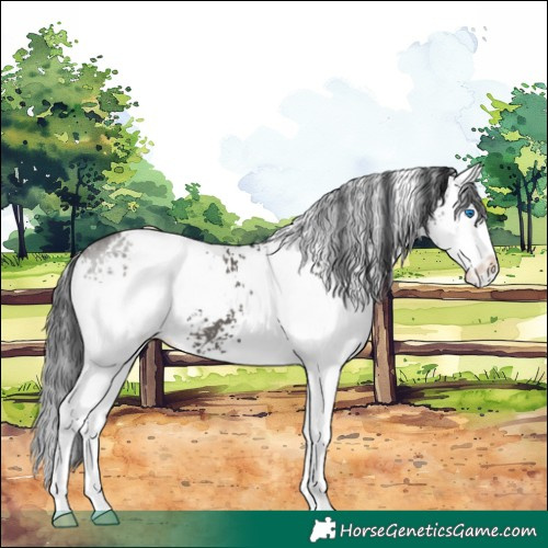 Horse Color:White Spotted Grullo Splash 