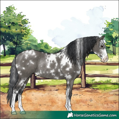 Horse Color:White Spotted Grullo Sabino Rabicano 