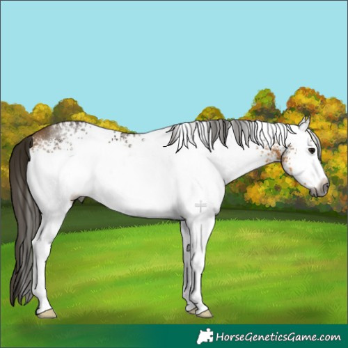 Horse Color:Gray White Spotted Buckskin 