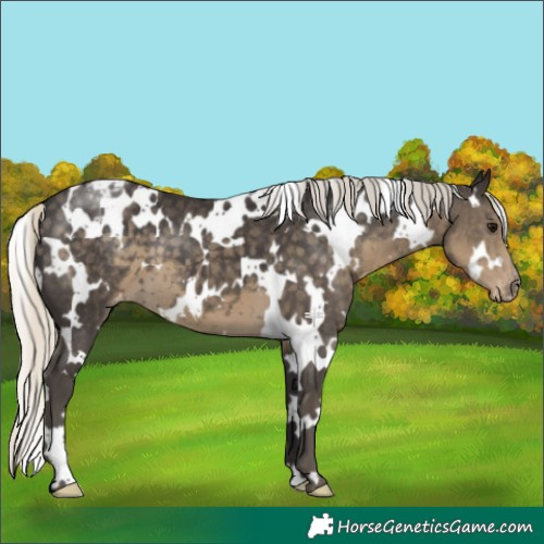 Horse Color:White Spotted Silver Smoky Black Appaloosa 