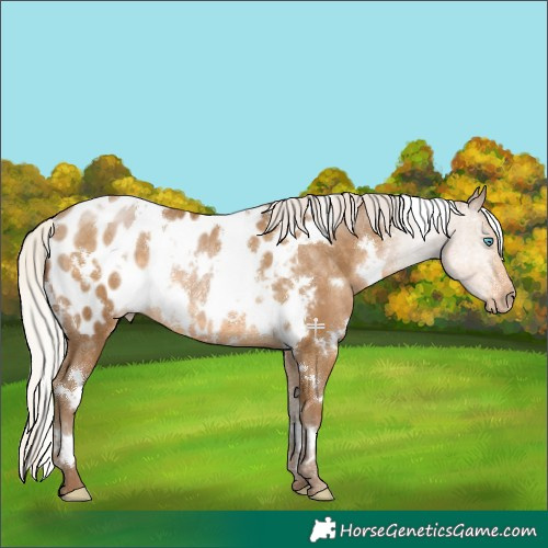Horse Color:Gray White Spotted Silver Smoky Black Pearl Appaloosa Rabicano 