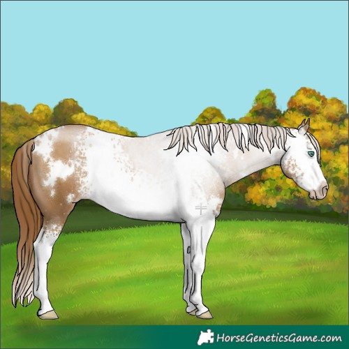 Horse Color:Gray White Spotted Smoky Black Pearl 