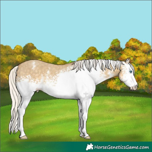 Horse Color:White Spotted Silver Classic Cream Champagne Dun Sabino Appaloosa Rabicano 