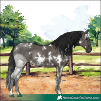 Horse Color:Gray White Spotted Grullo Rabicano 