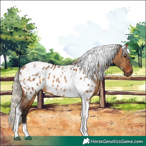 Horse Color:Gray White Spotted Silver Bay Dun Tobiano Near Leopard Rabicano 