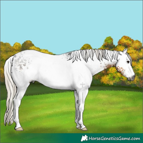 Horse Color:Gray White Spotted Silver Smoky Black 