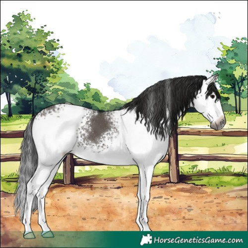 Horse Color:Gray White Spotted Grullo 