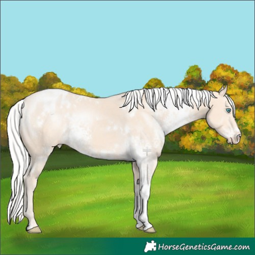 Horse Color:White Spotted Silver Perlino Appaloosa Rabicano 