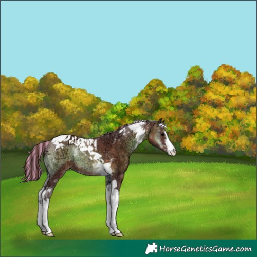 Horse Color:Painted White Spotted Chocolate Bay Ice Onyx Tobiano 