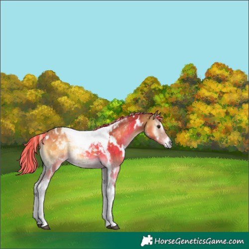 Horse Color:Painted White Spotted Palomino Onyx Tobiano 