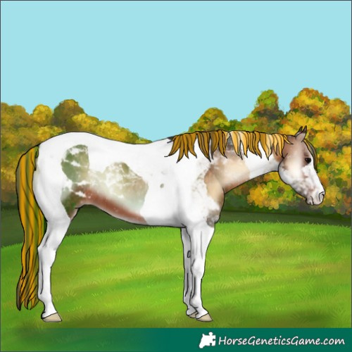 Horse Color:Painted Bay Onyx Tobiano 