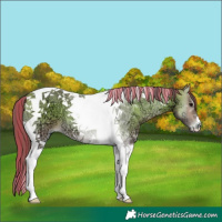 Horse Color:Painted Buckskin Ice Onyx Tobiano 