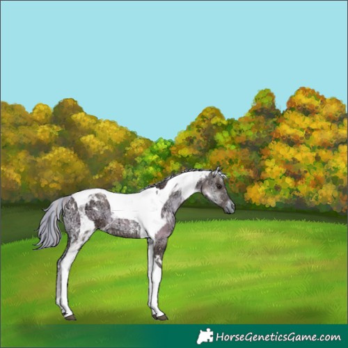 Horse Color:Platinum Painted Red Onyx Ice Tobiano 
