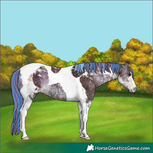 Horse Color:Painted Liver Red Onyx Ice Tobiano