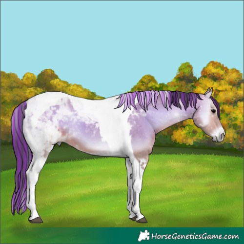 Horse Color:Platinum Painted Bay Onyx Tobiano 