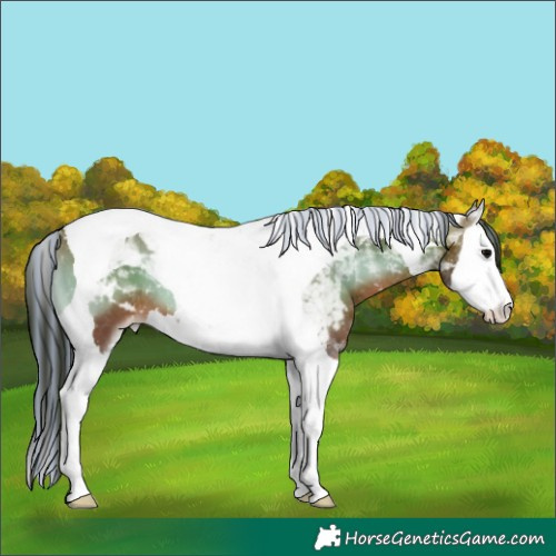 Horse Color:Painted Bay Onyx Splash Tobiano Appaloosa 