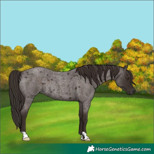 Horse Color:Liver Red Roan Rabicano
